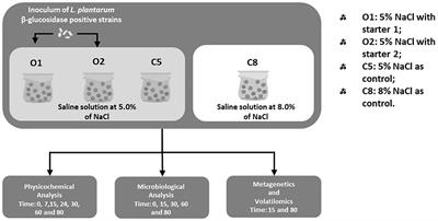 Metagenetic and Volatilomic Approaches to Elucidate the Effect of Lactiplantibacillus plantarum Starter Cultures on Sicilian Table Olives